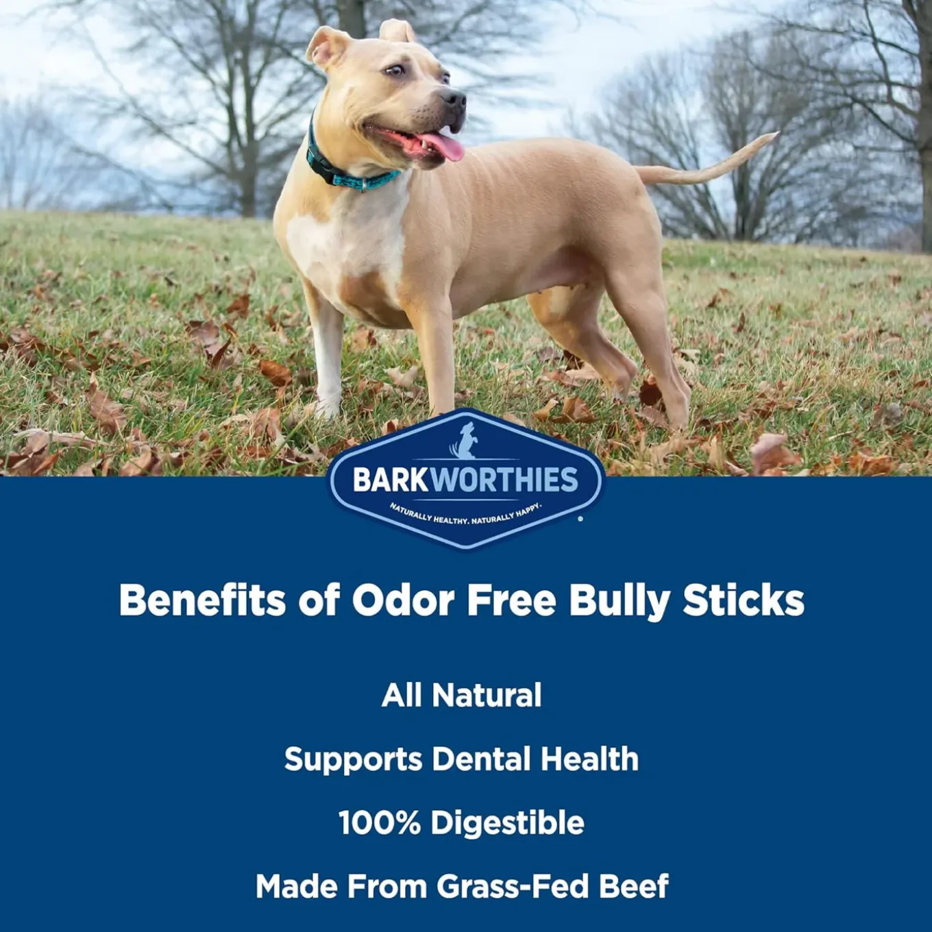 Barkworthies Odor Free Standard Bully Sticks for Dogs