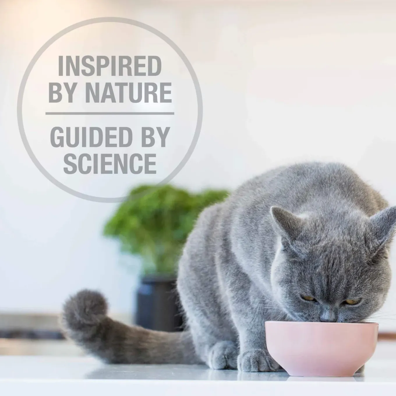 Feline Natural Grain-Free Freeze Dried Raw Cat Food