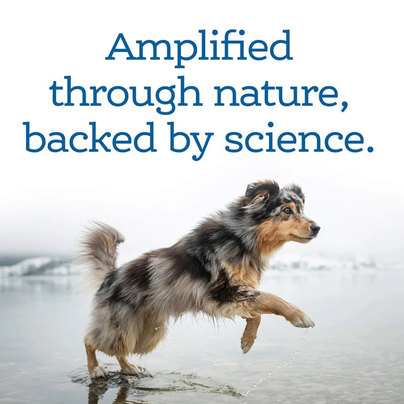 NutriSource Amplifull Mobility Soft Chews for Dogs