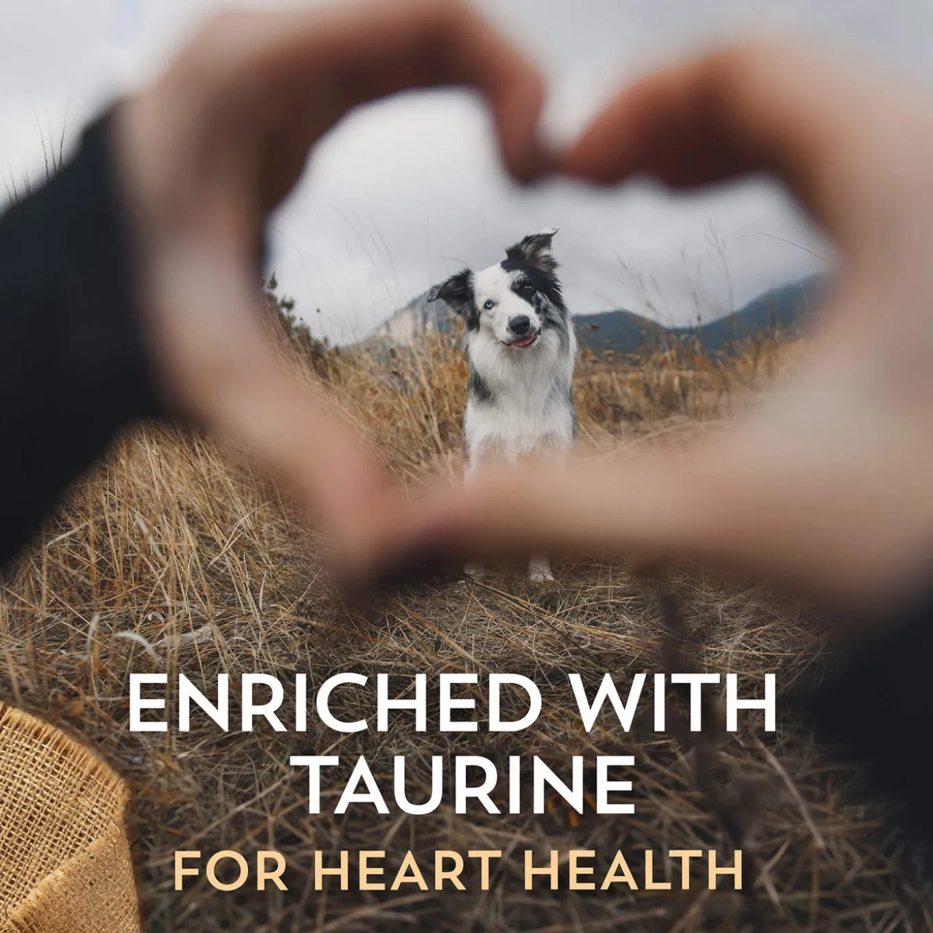 Wholesomes Sensitive Skin & Stomach Dry Dog Food